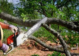Best Tree Maintenance Programs  in Tangelo Park, FL