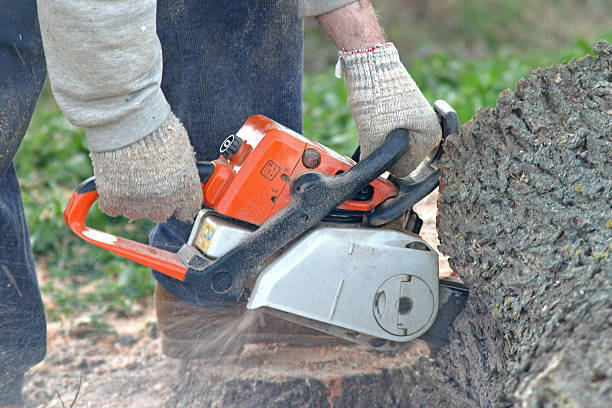 Best Tree Health Inspection  in Tangelo Park, FL
