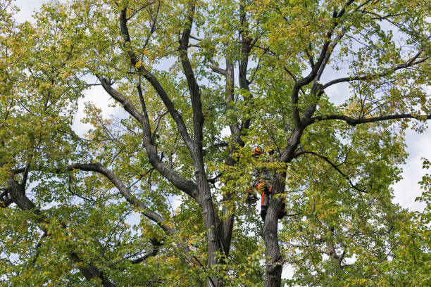 Professional Tree Care in Tangelo Park, FL